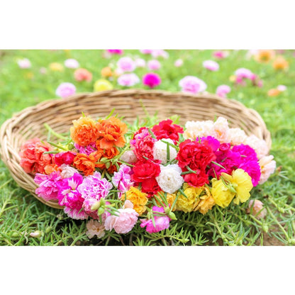 850Pcs Moss Rose Seeds simple to grow in containers, raised beds and rockery scenery