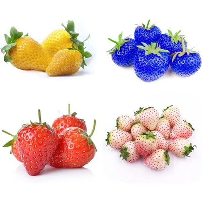 300 Mixed Strawberry Seeds  Non-GMO Heirloom Perennial Seeds for  outdoor garden