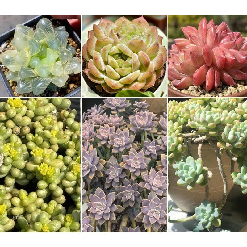 999pcs Mixed Colorful Succulents Seeds Succulent Plants Living Stones Plants Cactus Home Plant