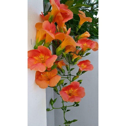 100pcs Orange Trumpet Vine Seeds Hummingbird Flower, Perennial Climbing Plant