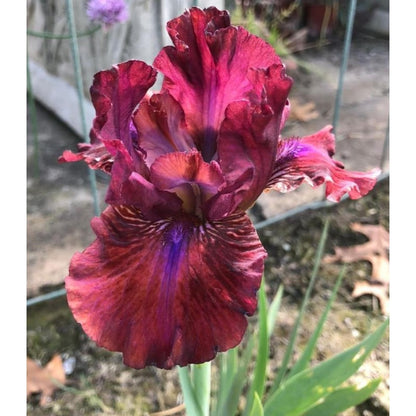 100pcs Iris Seeds Friendly for new gardeners grow into full bushy clumps with elegant seasonal bloom characteristics