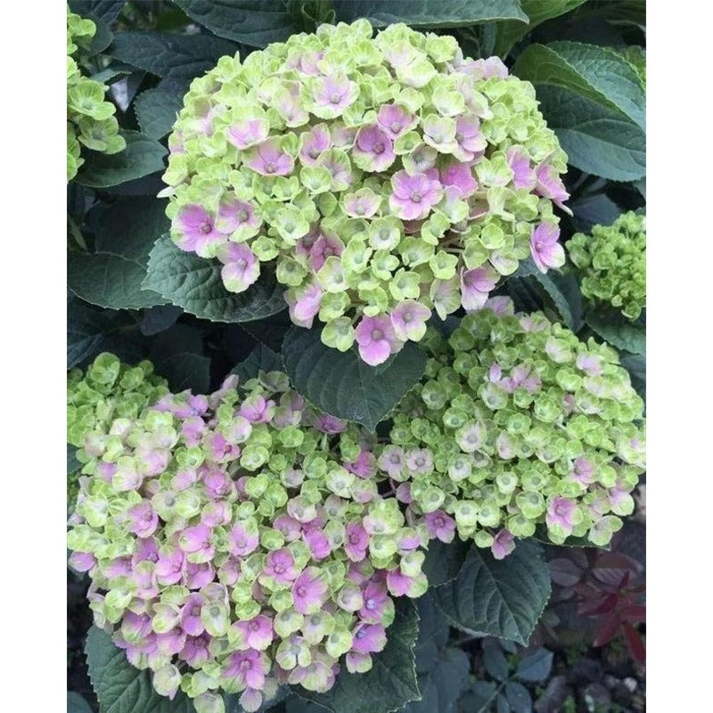 46Pcs Hydrangea Seeds Robust Growing Fits Perfectly In Rear Sections Of Mixed Garden Beds