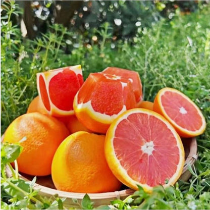 49Pcs Planting Orange Tree Seeds Adds Natural Focal Points And Elegant Visual Layers To Modern Landscape Designs