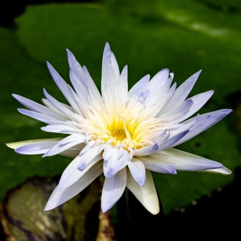 Bowl Lotus Seeds, 12 Non-GMO Mix Water Lily Seeds, Water Plants for Indoor Bonsai & Outdoor Ponds, Easy to Grow for Beginners