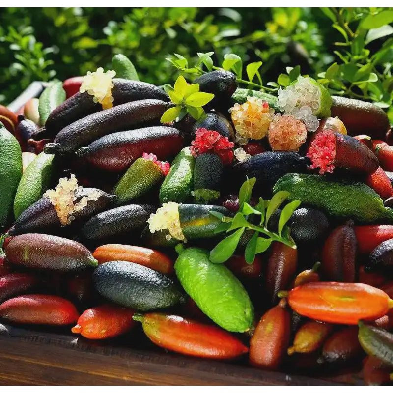 30Pcs Finger Lime Seeds Ideal For Growing Work Well In Foundation Plantings And Landscapes