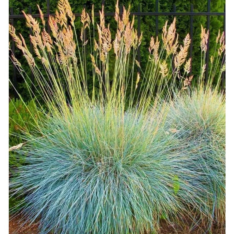 479Pcs Fescue Seeds Made for home planting create uniform delicate ground texture across large yard and garden areas