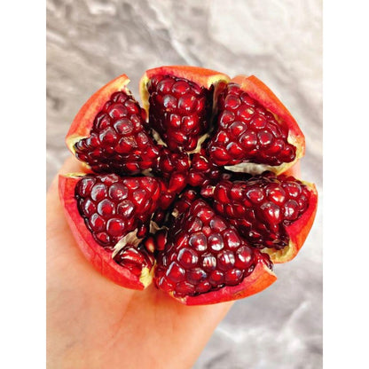 148Pcs Pomegranate Seeds build neat rounded ornamental silhouettes in private residential courtyard spaces