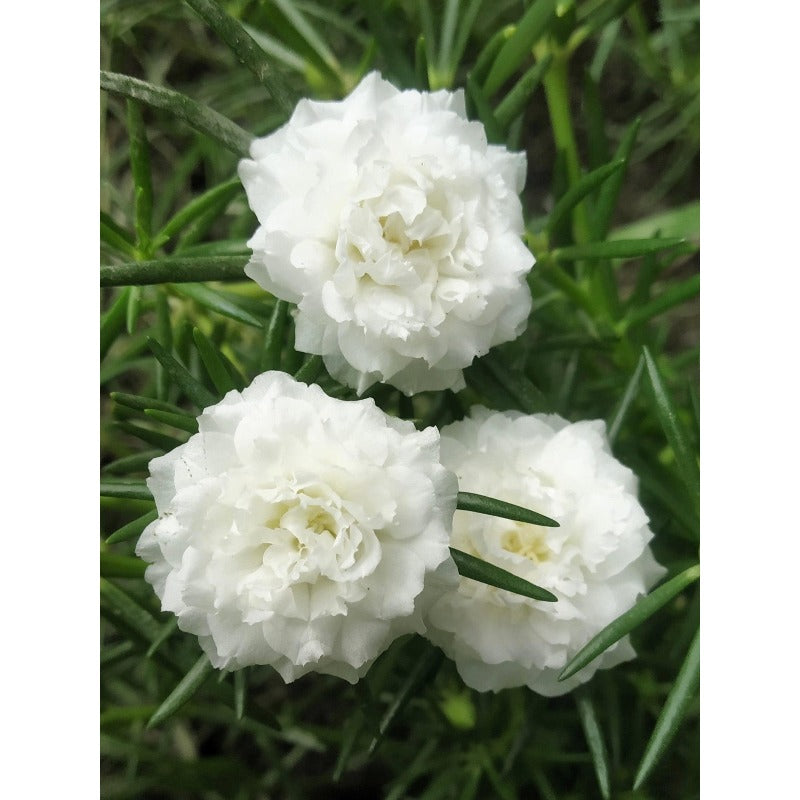 1000pcs Moss Rose Seeds Perfect for home planting form continuous blooming mats for open ground decorative use