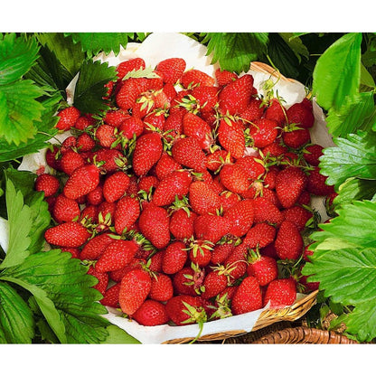 286Pcs Wild Strawberry Seeds Convenient to Grow spread naturally into tidy mats with gentle creeping growth tendency