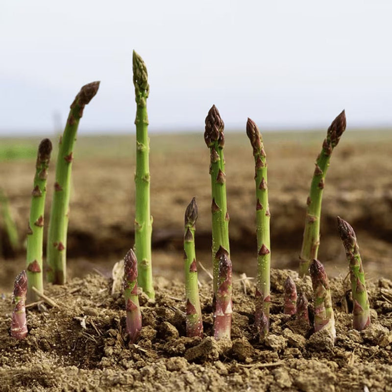 100pcs Purple Passion Asparagus Sweet Purple Asparagus Variety, Cold Hardy, High Yield Perennial