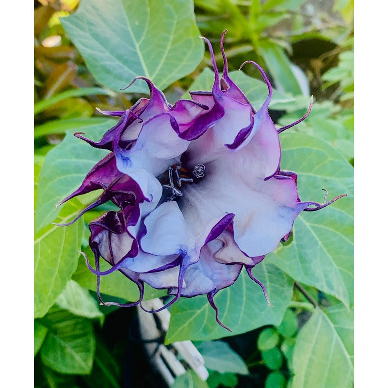 96Pcs Trumpet Vine Seeds Easy To Grow Works Well In Most Home Garden Soil Types With Good Sun And Drainage