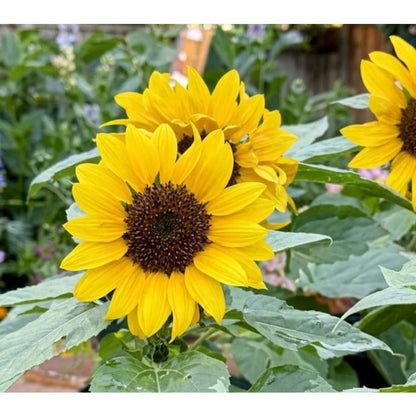100pcs Yellow Sunflower Seeds Vibrant Gold Blooms flourish in ordinary well drained soil suited for ornamental garden cultivation