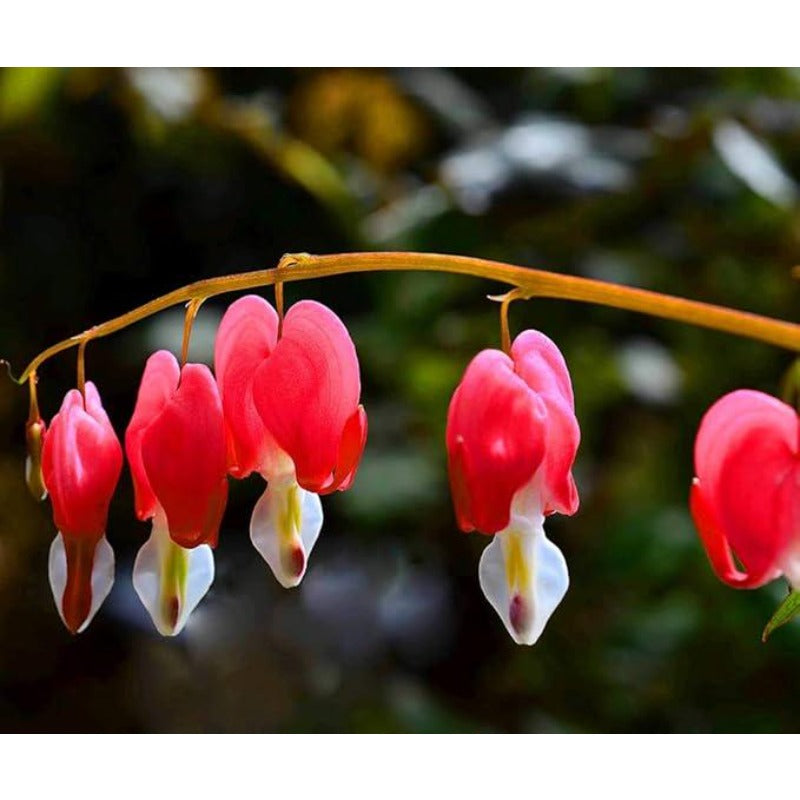 25pcs With Bleeding Heart Peony Seeds, Quick Growing Graceful Arching Plants for Outdoor Yard