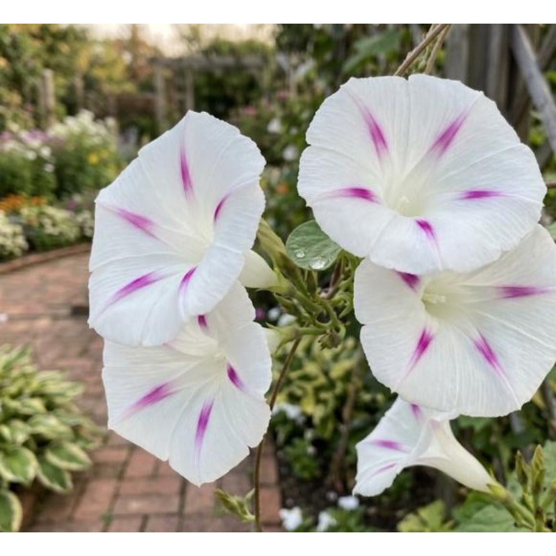 100pcs Tricolor Morning Glory Seeds Unique Blue Pink Splash Climbing Vine Gift