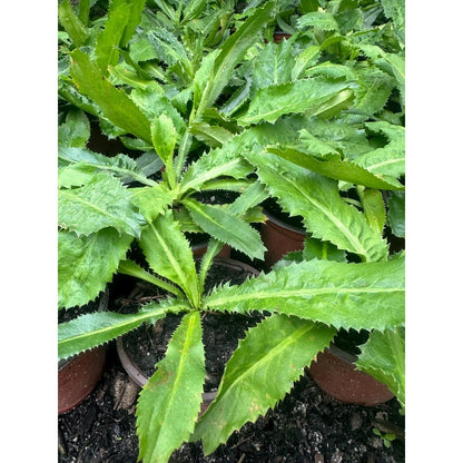 200pcs Straightforward Growing Culantro Seeds ideal for lining garden bed perimeters, container edges and shaded patio grounds