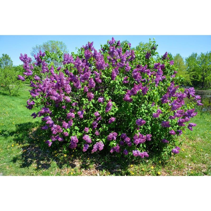 49Pcs Lilac Seeds Easy To Grow Great For Filling Gaps Between Mature Trees And Plants