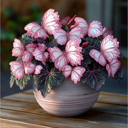 200pcs Butterfly Begonia Seeds – Elegant Shade Garden Perennial Foliage Plants