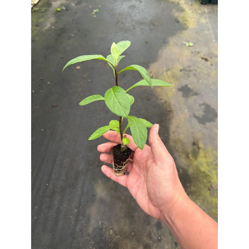 Red 100pcs Malabar Spinach Seeds Friendly for new gardeners grow into full sprawling climbing form with steady seasonal foliage renewal features