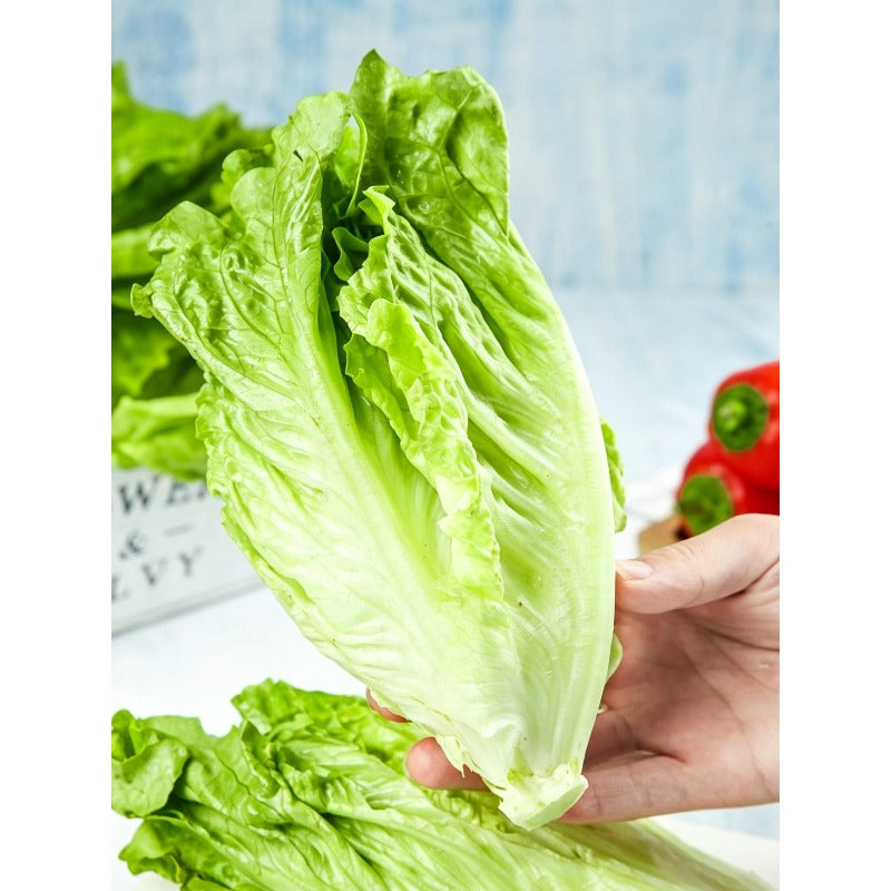 1000 Lettuce Seeds Friendly for new gardeners grow into full symmetrical rosette form with steady seasonal growth renewal features