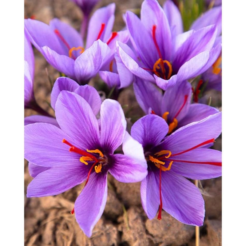 100pcs Rapid Growth Hardy Perennial seeds with Saffron Seeds for Home Gardening