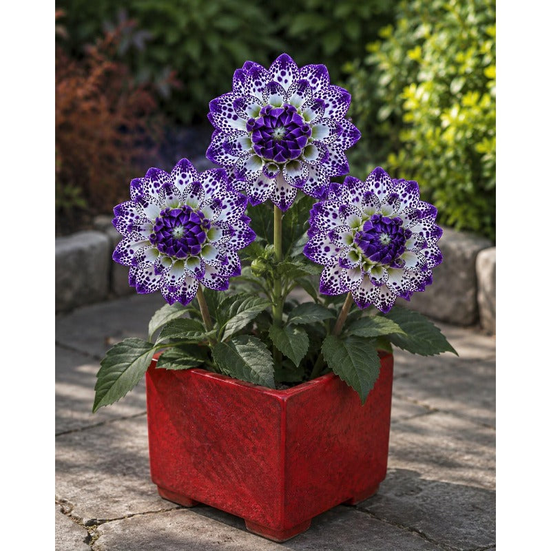100pcs Pompon Dahlia Flower Seeds Double Ball Dahlia Seeds | Pink Pompon Blooms | Cottage Garden Flowers Non GMO Seeds