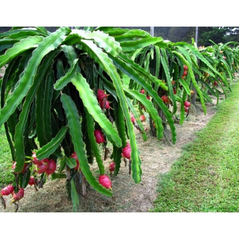 100Pcs Dragon Fruit Seeds Great for beginner cultivation with solid adaptability to sun exposure and warm ambient conditions
