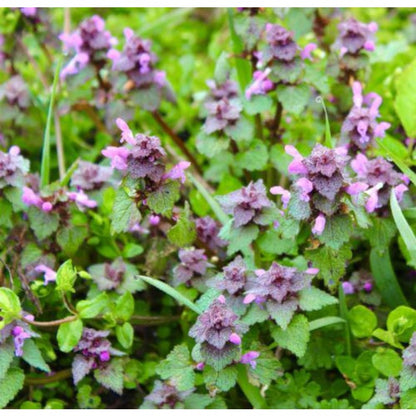 980Pcs Catnip Seeds Fit for home planting hold consistent seasonal growth cycles for lasting landscape layout value