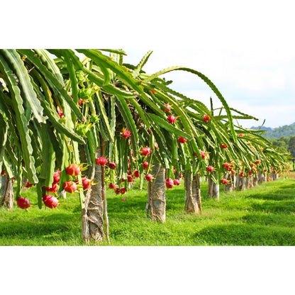 86Pcs Dragon Fruit Seeds Fit for home planting hold consistent seasonal growth cycles for lasting landscape ornamental value