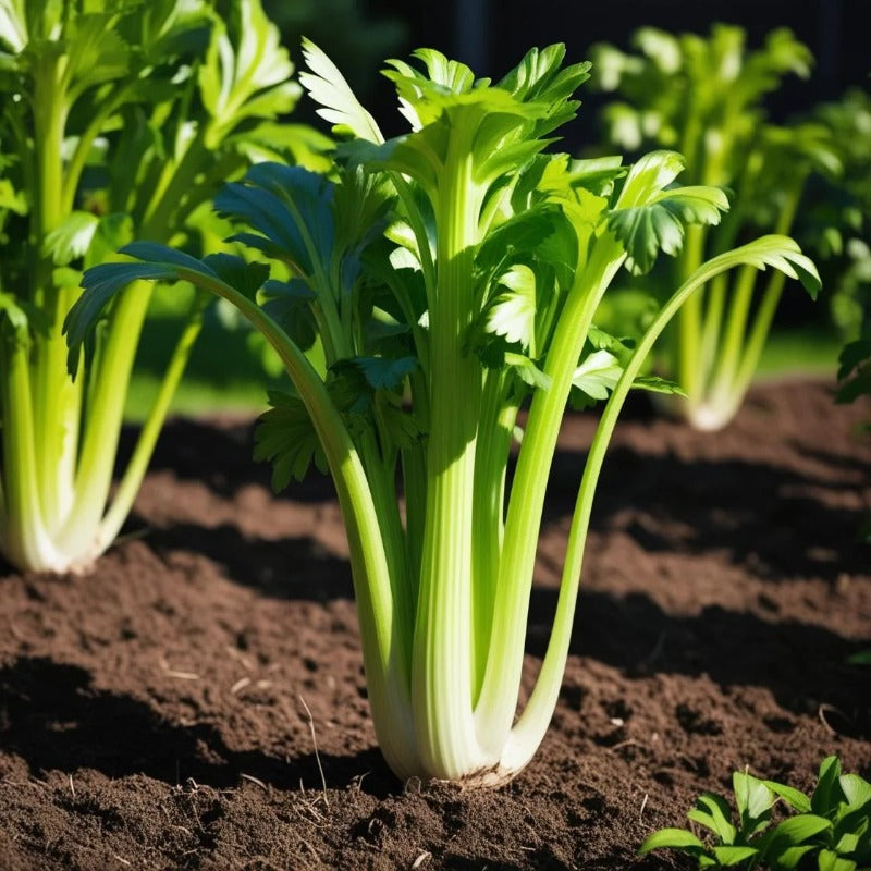 500 Suitable for beginner planting Celery Seeds flourish in ordinary moist well-drained soil suited for garden foliage cultivation