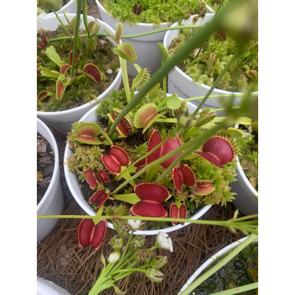 300pcs Great For Steady Trap Formation Over Time Venus-Fly-Trap Seeds Easy To Grow Develops Functional Trapping Leaves