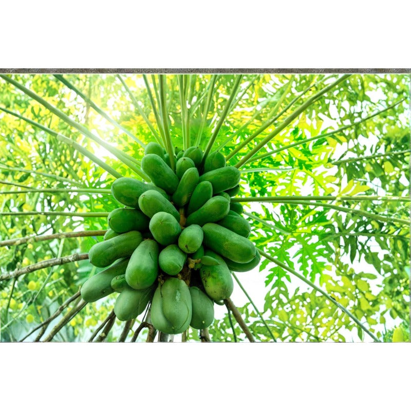 Papaya Tree Seeds 30Pcs Honeydew Tropical Fruit Tree Seeds for Garden Planting
