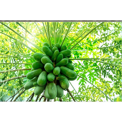 Papaya Tree Seeds 30Pcs Honeydew Tropical Fruit Tree Seeds for Garden Planting