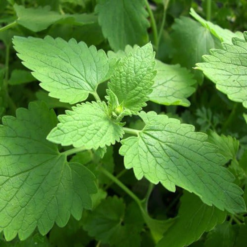 800Pcs Catnip Seeds Great for beginner cultivation with solid tolerance to sun exposure and mild temperature shifts