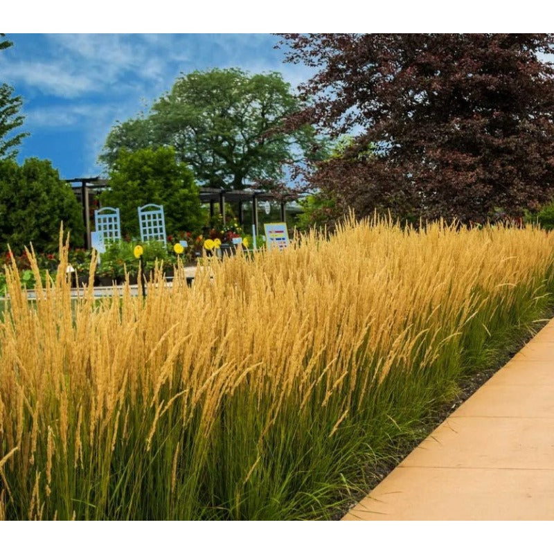 100pcs Fountain Grass seeds Easy To Grow Adds Movement And Texture To Residential Yards
