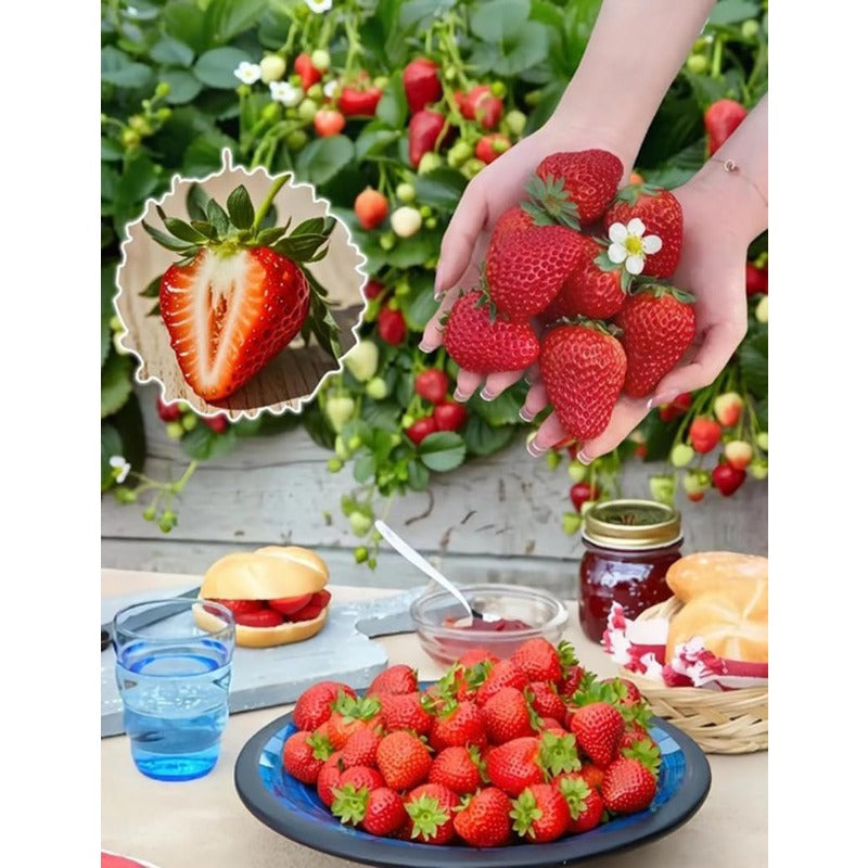 300Pcs Giant Strawberry Seeds Everbearing Fragaria Fruit Seeds