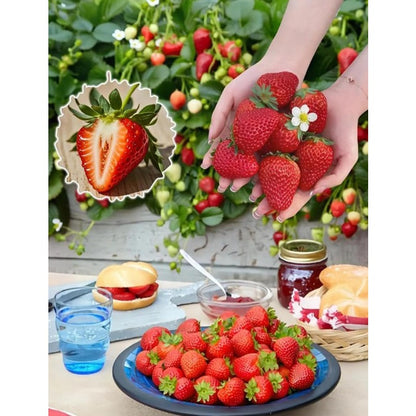 300Pcs Giant Strawberry Seeds Everbearing Fragaria Fruit Seeds