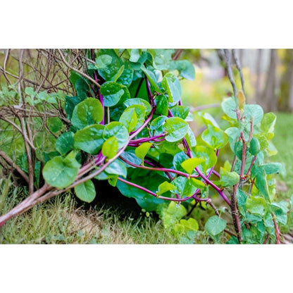 100pcs Malabar Spinach Red Stem Seeds: Heirloom Climbing Vegetable for Summer Garden