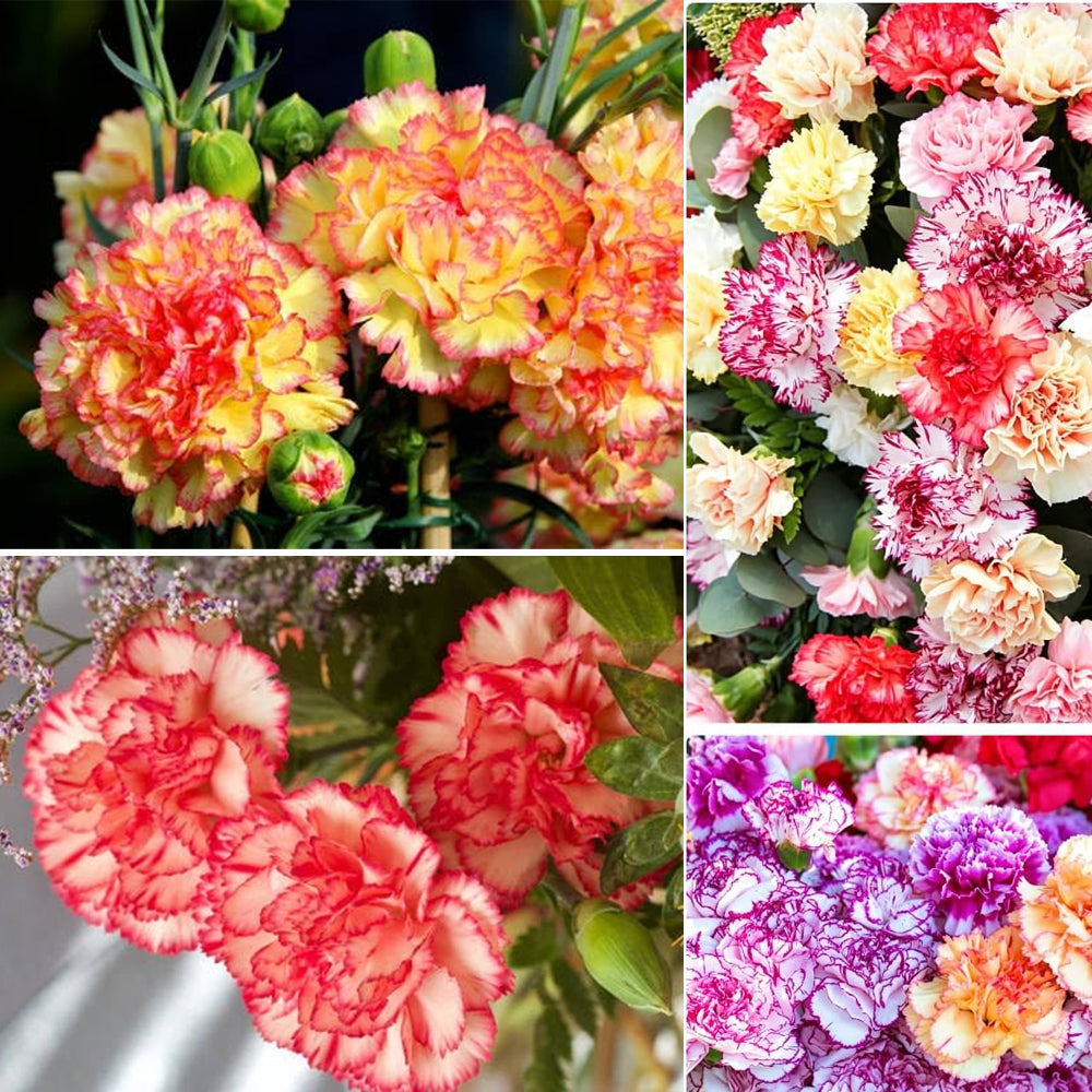200 Carnation Seeds Dianthus Flowers Seed Flower Perennial