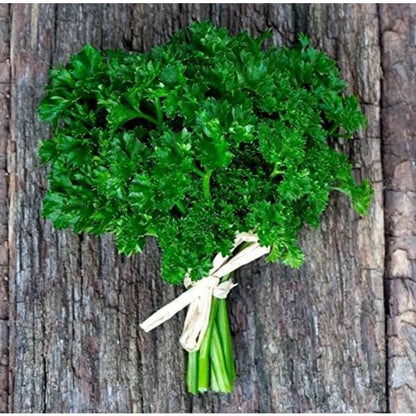 Seeds Herb Curly-Leaf Parsley Paramount Green - 500 Seeds