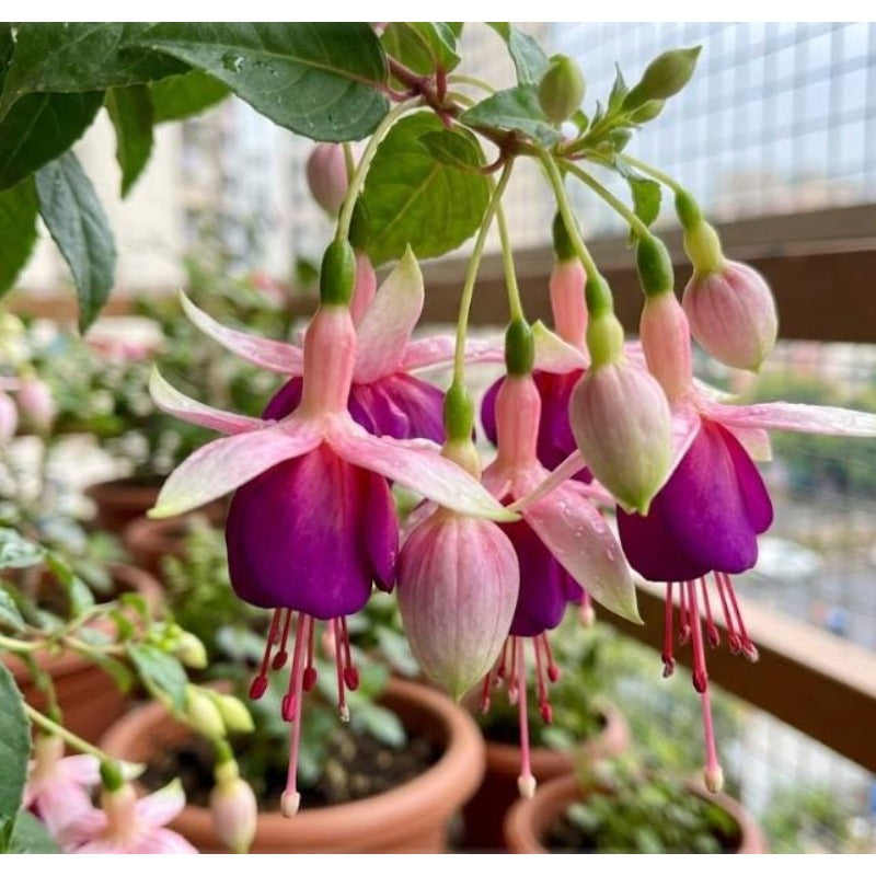 100pcs Ideal for Hanging Baskets Vigorous Growing Fuchsia Seeds