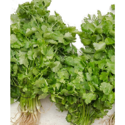 195Pcs Cilantro Seeds Easy To Grow Ideal For Those Who Love Functional Home Garden Plants