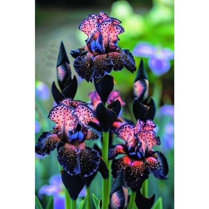 100Pcs Iris Seeds perfect for mass sowing in yard margins, path sides and open garden corners