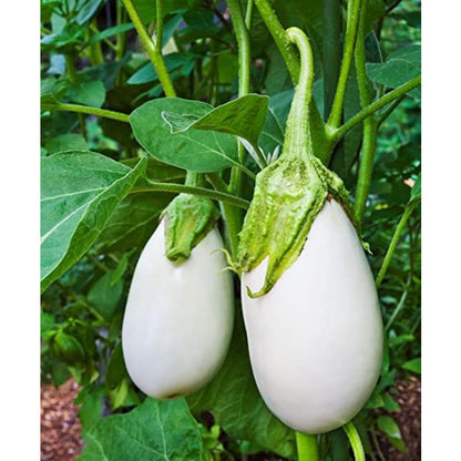 200pcs pure white heirloom Eggplant Seeds Suitable for home planting ideal for personal landscape arrangement