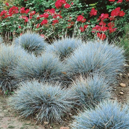 497Pcs Fescue Seeds Easy to Maintain ideal for permanent ground coverage in yard lawns and garden open spaces