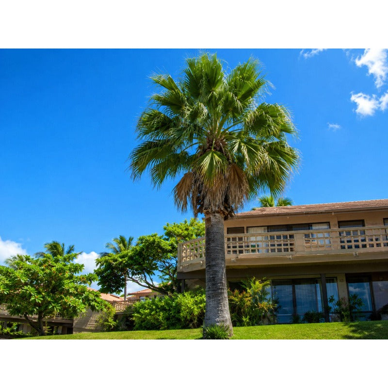 10pcs Tropical Palm Tree Seeds Fast Germination Feathery Fronds with Palm Tree Seeds for Outdoor Planting
