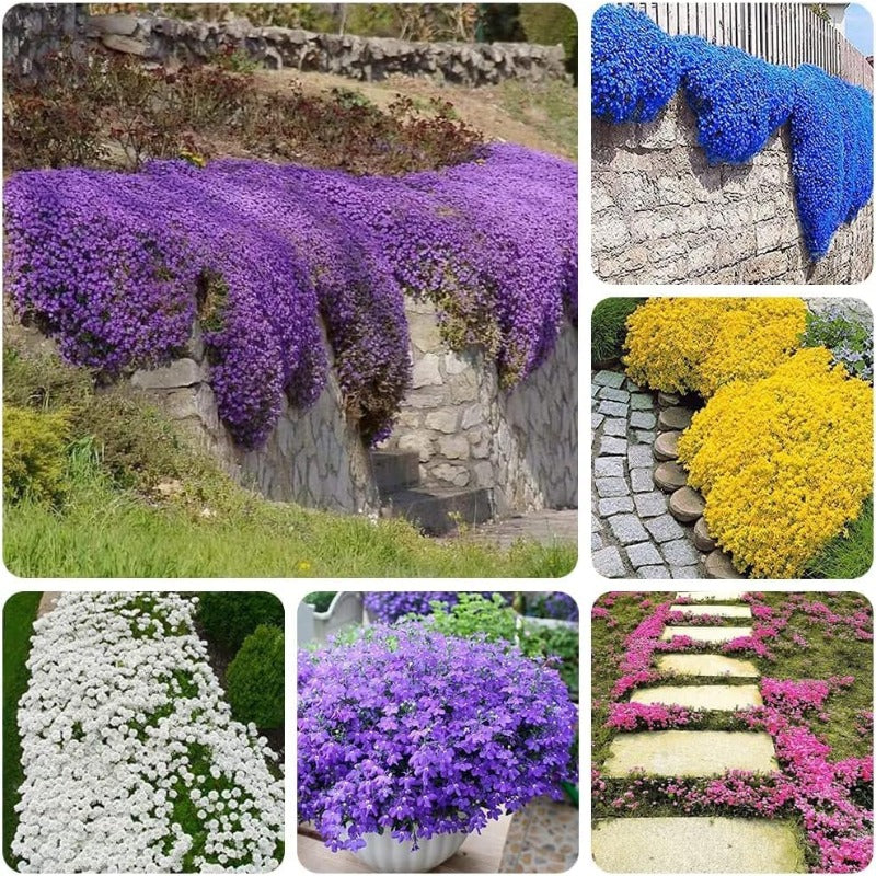 500 Mix Creeping Thyme Seeds for Planting Ground Cover Plant  Perennial Thyme Heirloom Blue, Purple, Red, Yellow White Thymus