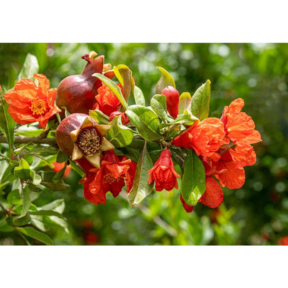 150Pcs Pomegranate Seeds adaptable to warm temperate zones and sunny residential outdoor planting environments