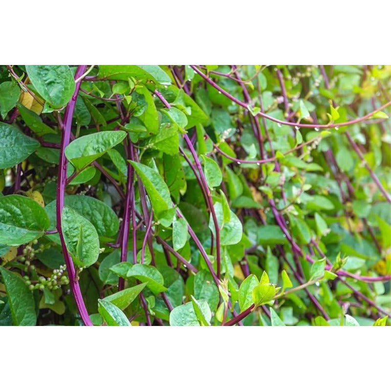 100pcs Malabar Spinach Red Stem Seeds: Heirloom Climbing Vegetable for Summer Garden