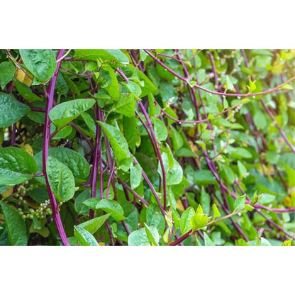 100pcs Malabar Spinach Red Stem Seeds: Heirloom Climbing Vegetable for Summer Garden
