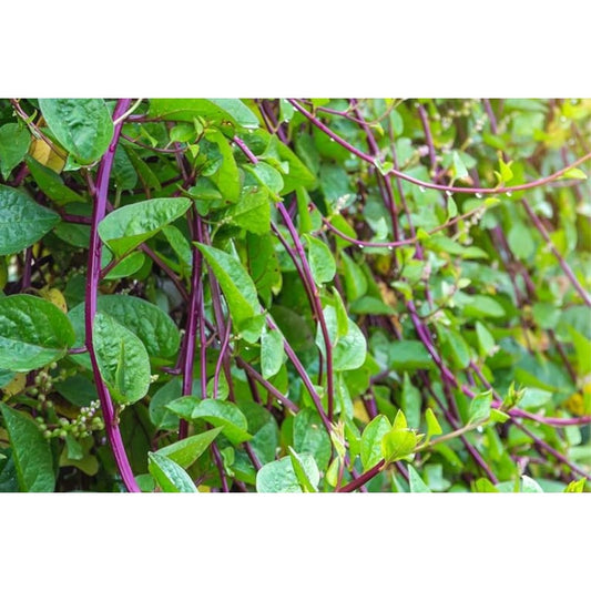 100pcs Malabar Spinach Red Stem Seeds: Heirloom Climbing Vegetable for Summer Garden